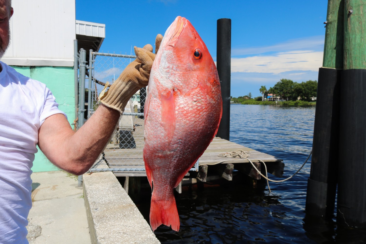 Person holding a large red fish on a dock by the water.