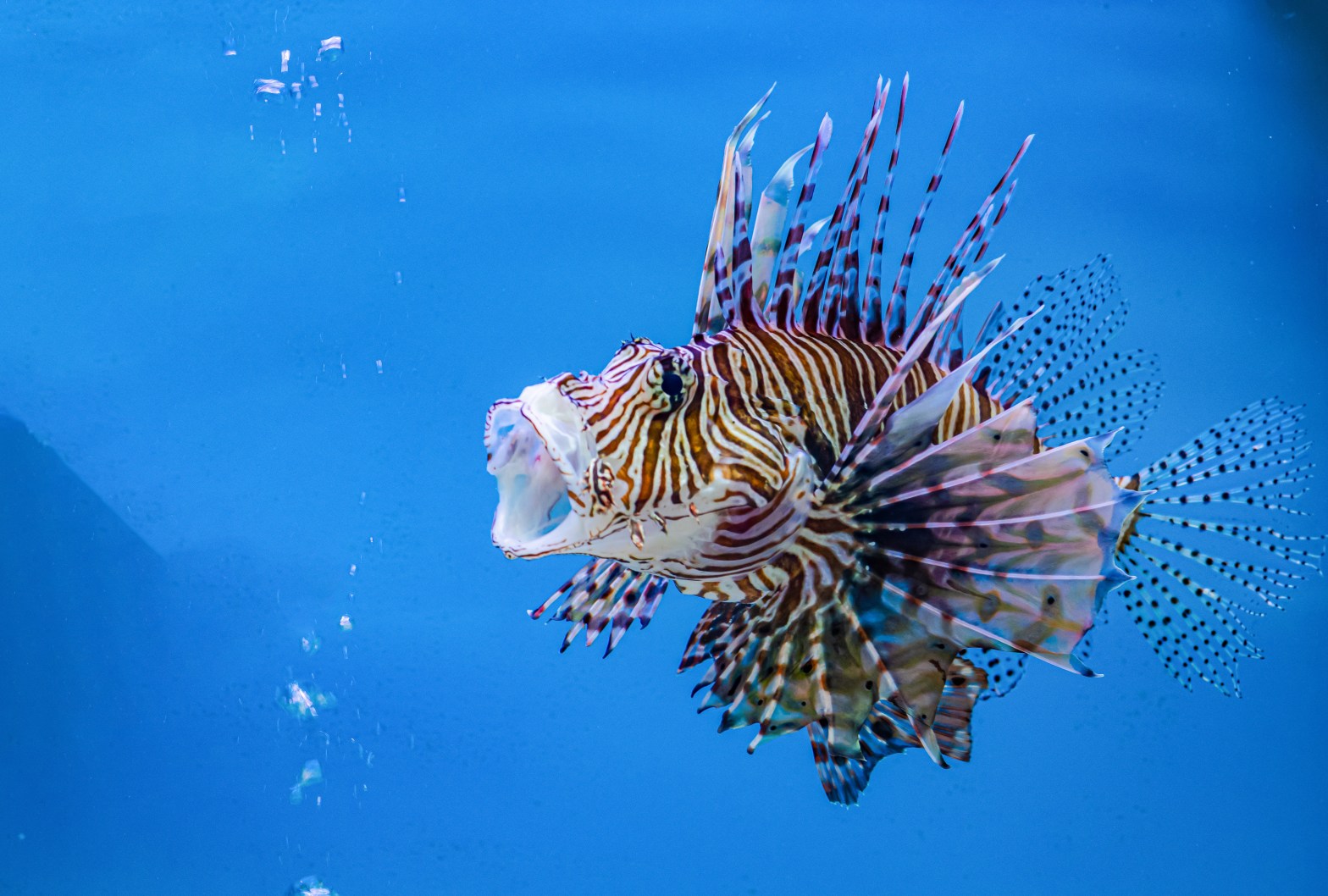Lionfish swimming in clear blue water with fins spread out.