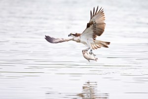 Osprey flying over water with a fish in its talons.