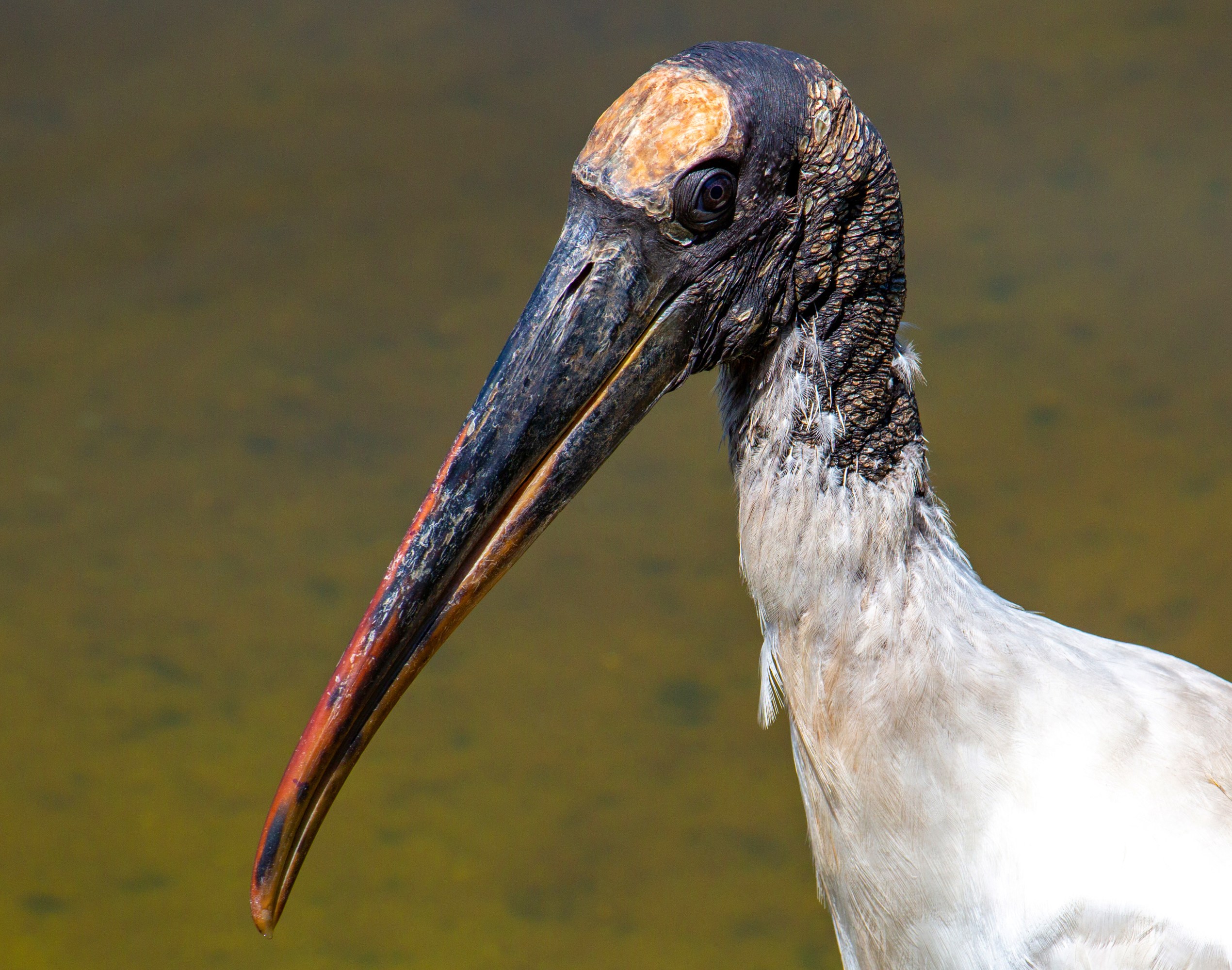 Close-up of a wood stork with a long beak and featherless head.