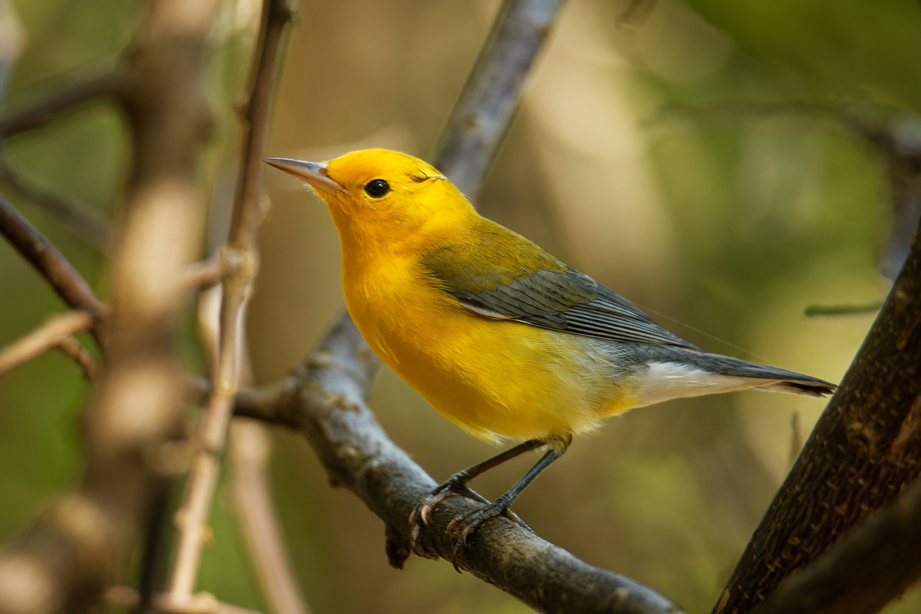 Bright yellow bird with gray wings perched on a branch in a forest.