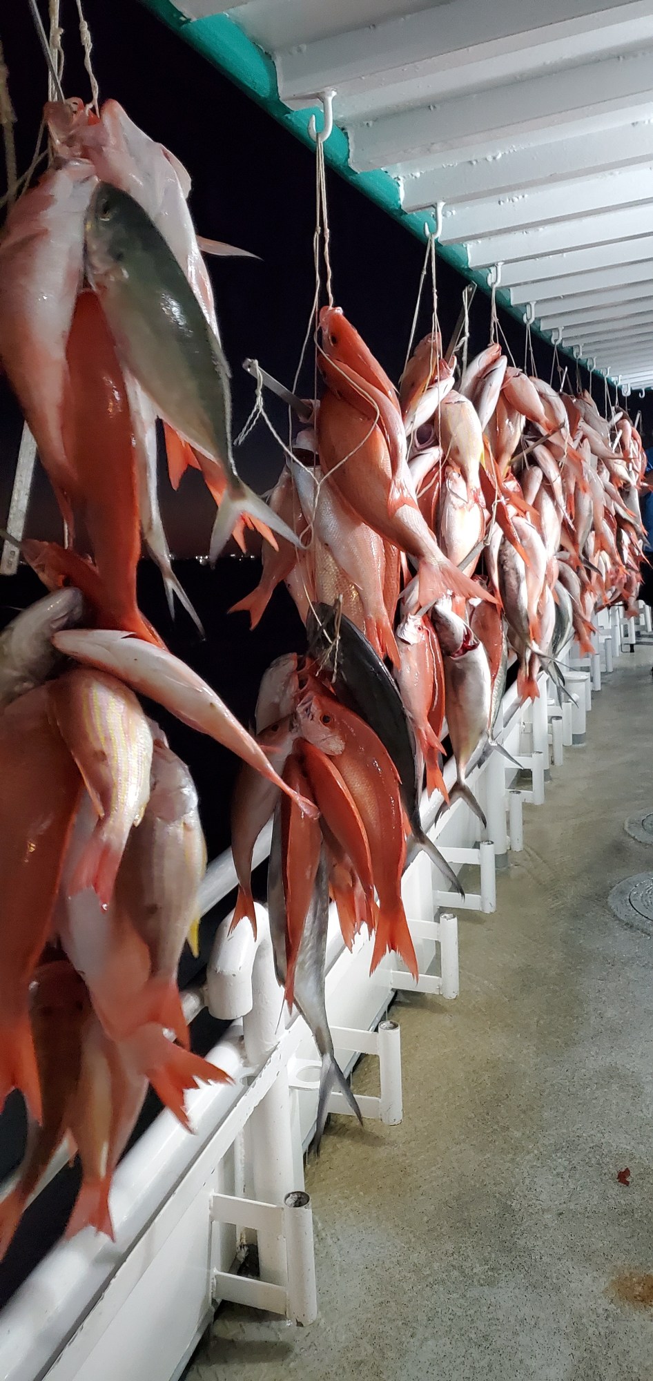 Rows of red and silver fish hanging by strings on a boat deck at night.