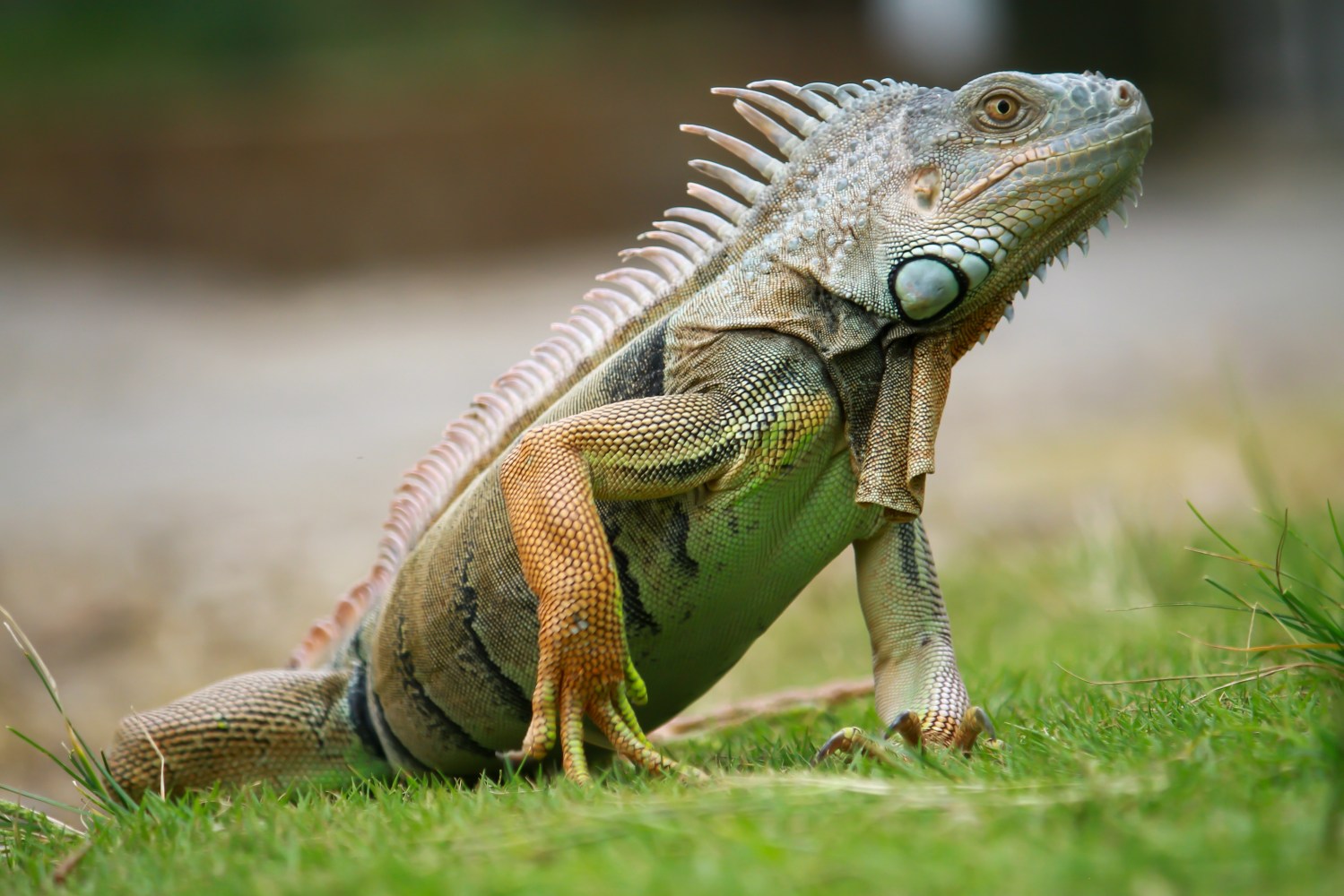 Green iguana with spiny crest standing on grass, side view.