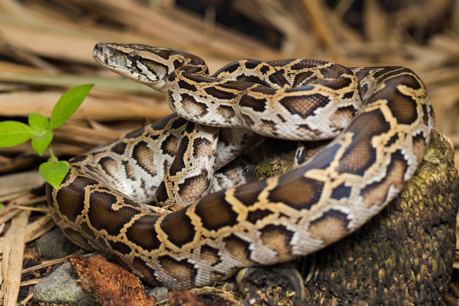 Brown python coiled on a tree stump with leafy background.