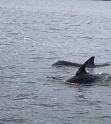 Two dolphins swimming near the water’s surface in a calm sea.