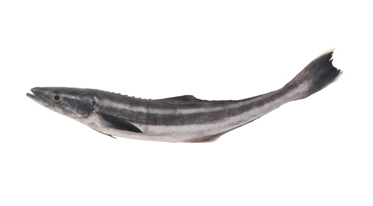 A single, elongated fish with dark stripes on a white background.