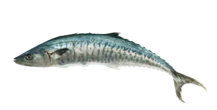 Side view of a single mackerel fish on a white background.