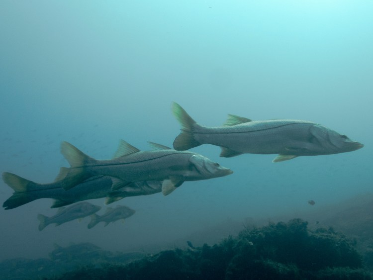 Four snook fish swimming underwater in clear blue water.
