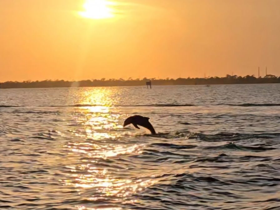dolphin sunset jumping out of water