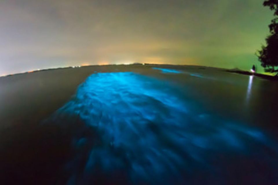 Bioluminescent blue waves at night with distant glowing horizon and dark silhouette of trees.
