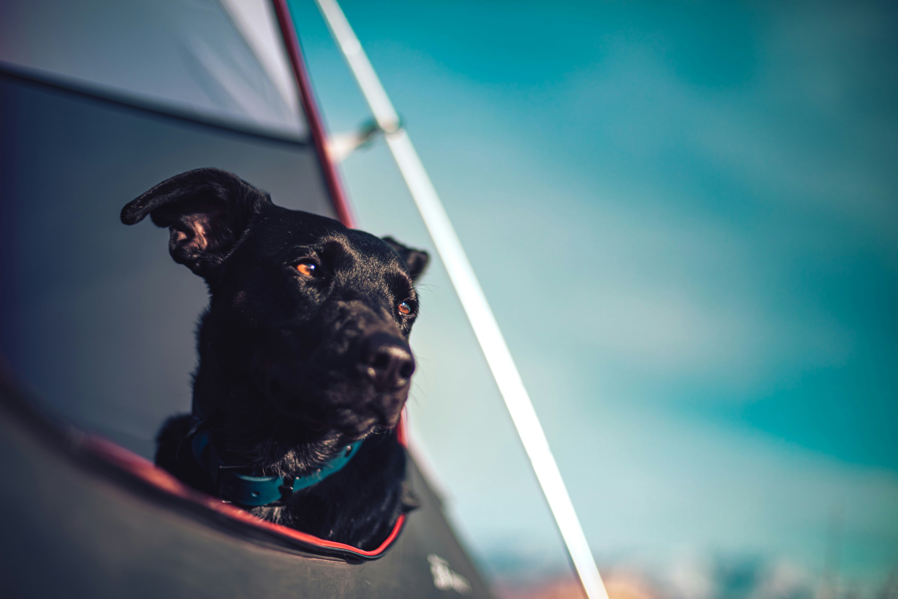 Black dog peeking out of a tent against a blurred sky background.