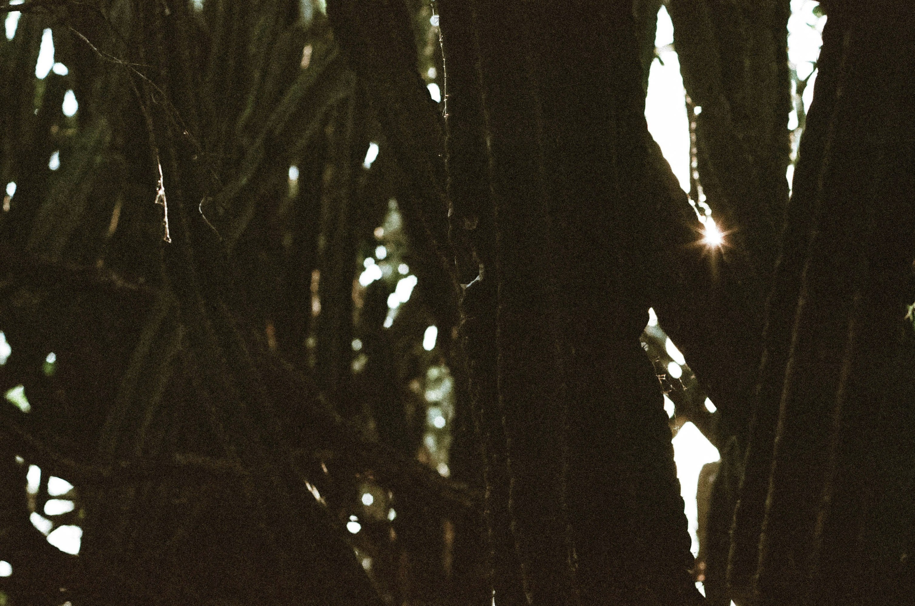 Sunlight peeking through dense, tangled tree branches.