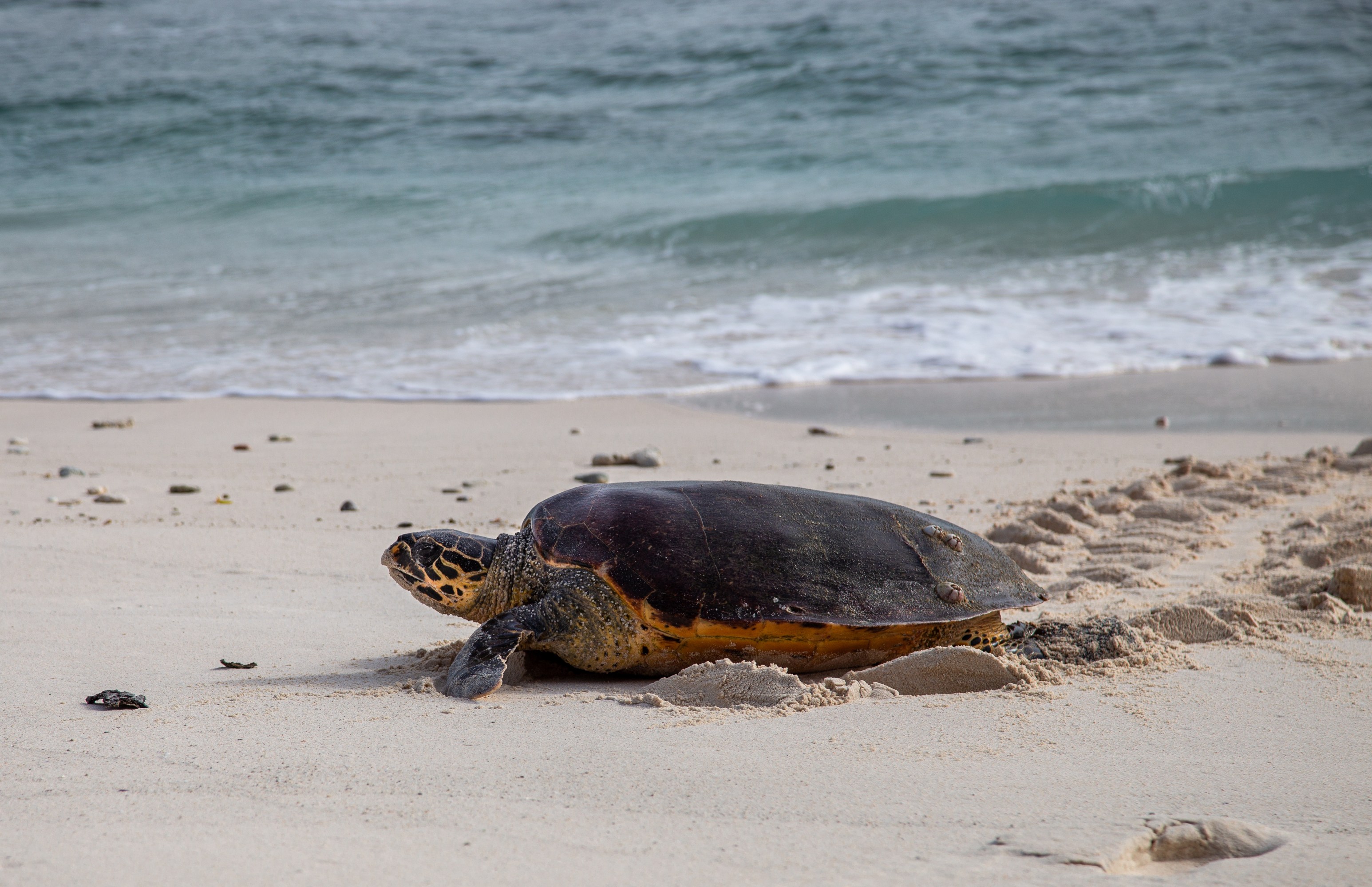 Sea turtle on a sandy beach near the ocean.
