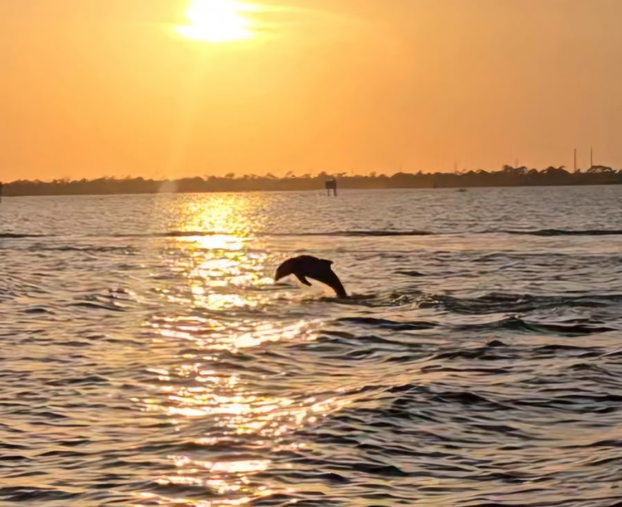 Dolphin leaping in water during sunset with sun reflection.