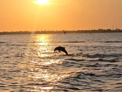 Dolphin leaping in water during sunset with sun reflection.