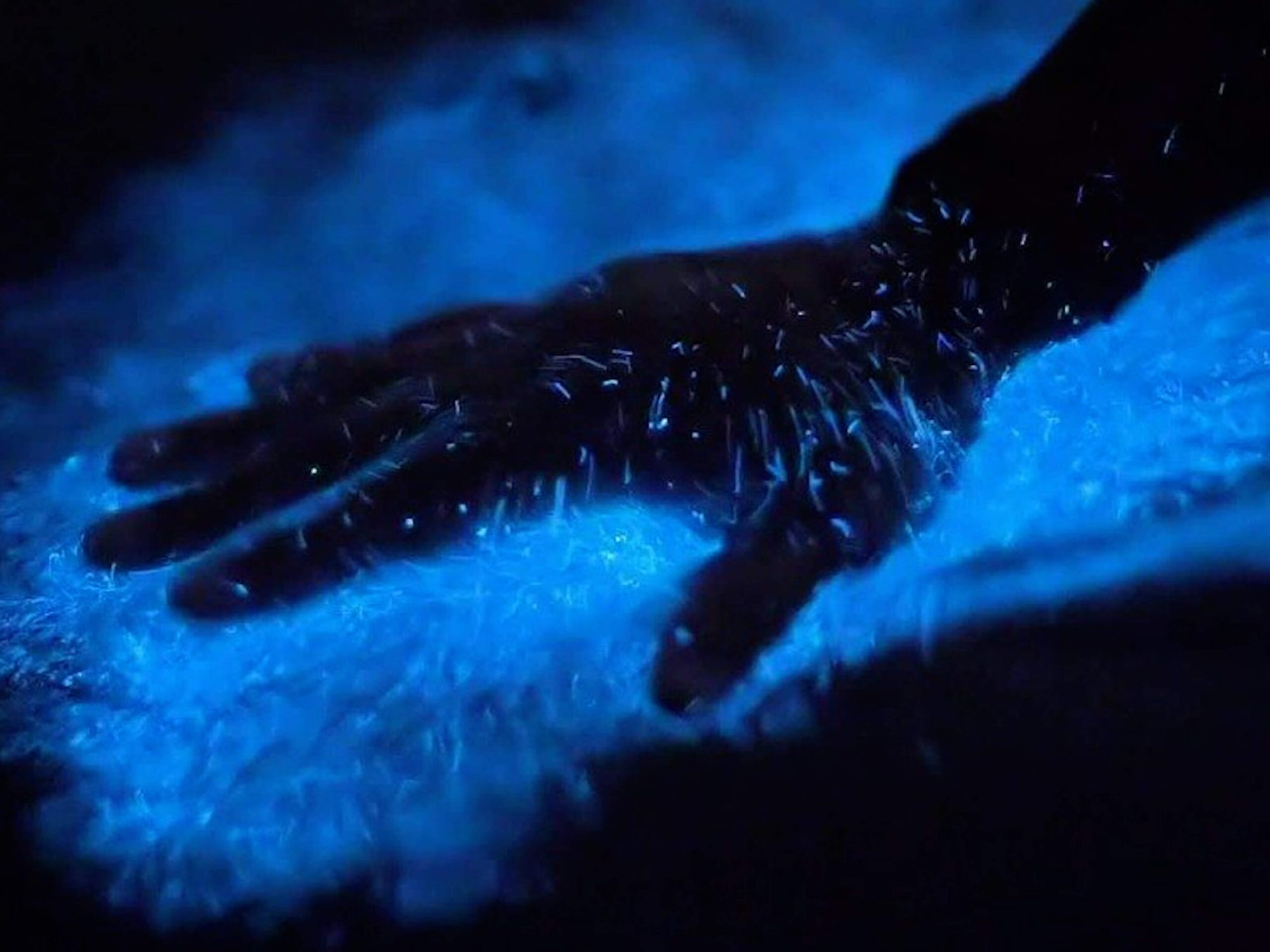 Hand touching a glowing blue bioluminescent surface in darkness.
