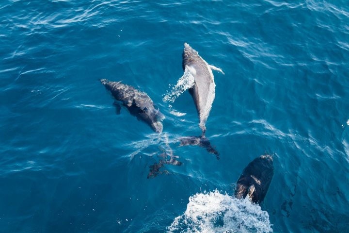 Dolphins swimming near a boat in clear blue ocean water with visible wake.