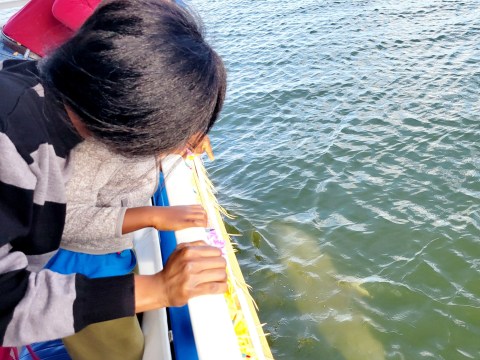 People leaning over a boat railing, looking at water below.