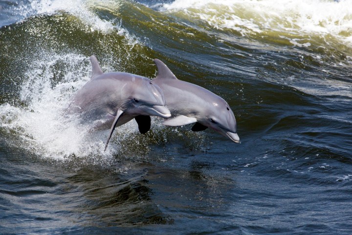 Two dolphins jumping through waves in the ocean.