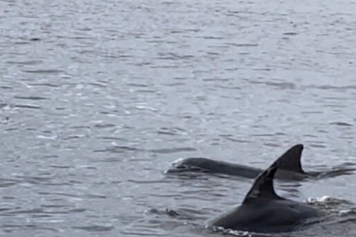 Two dolphins swimming near the surface of a large body of water.
