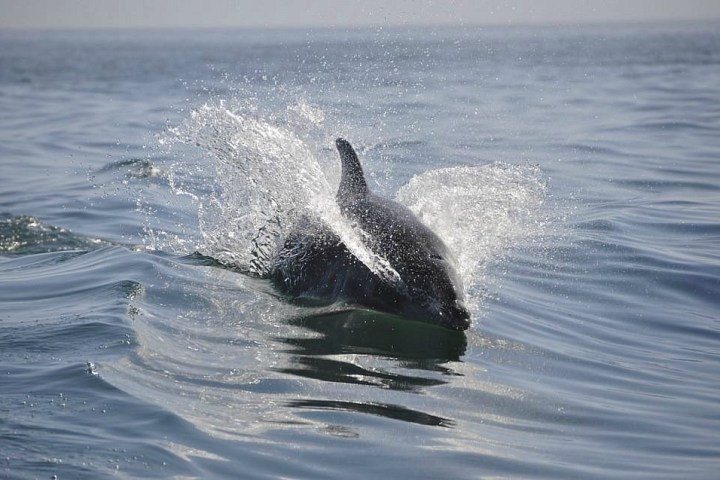 Dolphin leaping out of water with a splash in the ocean.