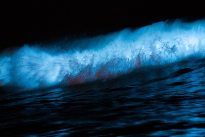 Bioluminescent wave glowing blue in the dark ocean.