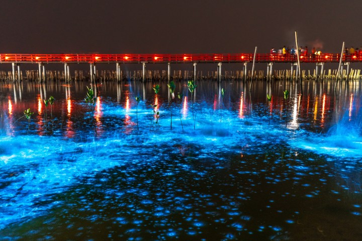 Bioluminescent blue water under a red-lit bridge at night with some green plants.
