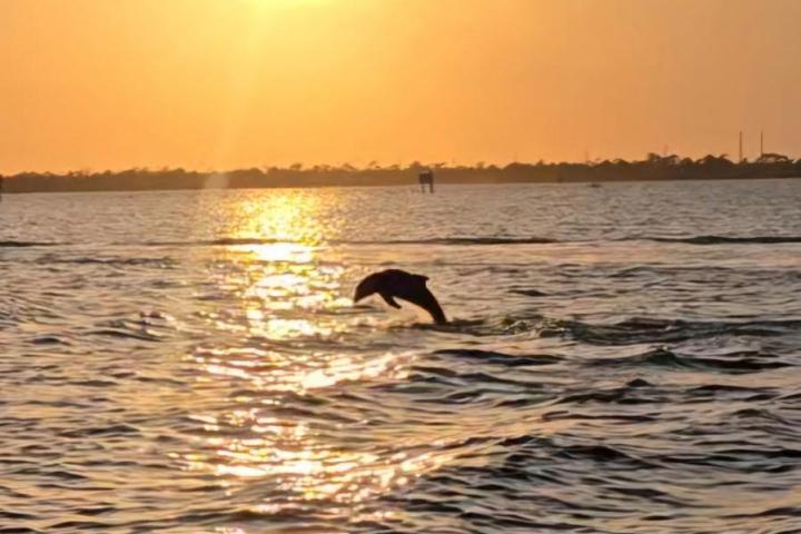 Dolphin leaping from ocean under warm sunset sky.